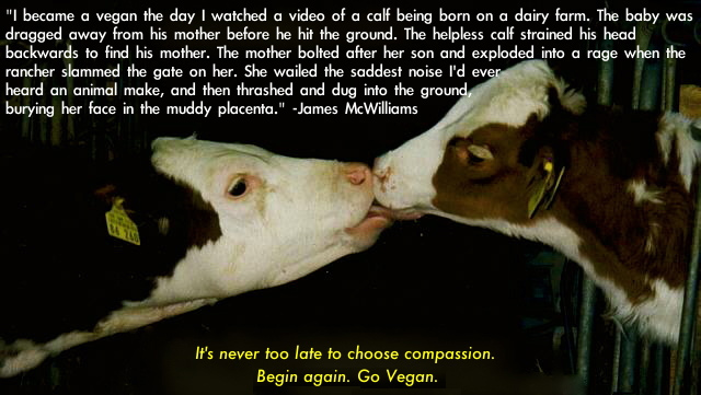 veganfuture's tweet photo. It's never too late to choose compassion https://t.co/ruzeZkemdi