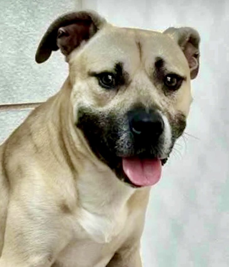 LeporidaeCheryl's tweet photo. Sometimes, the SILENCE is AGONIZING. 

There are NO footsteps 👣in the hallway. 
No one calls his name or comes to see him. 

This is a dog who  💕People, so every day at #CorpusChristiACS is 
🔥TORTURE🔥. 

#A390296 2️⃣ yo HONEY BUTTER BISCUIT has done everything he can to be a GOOD Boy!!

He's peacefully shared his Kennel Space with another dog.

NEVER complained. 

But the ANXIETY & FEAR are building. 

You can see it in his WORRIED  eyes, his little, furrowed forehead. 

What is WORSE than Rejection ⁉️

Please help. 

Needs Pledges or to be Fostered or Adopted.