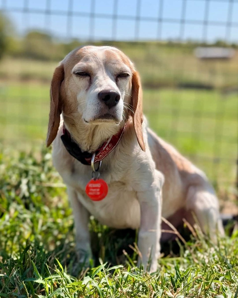 beaglefreedom's tweet photo. ADOPT MICK! 🐶❤️ 

Looking for the perfect movie-night buddy? Mick is ready to snuggle up beside you for all your favorites! 🍿🐾 He's loyal and friendly.

Could you give this boy the love he deserves? ❤️

🐶 10 yrs | 23 lbs 
📍 Nowata, OK

🐾 Apply now: https://t.co/TpkQoIVZAY https://t.co/g3YnW8Lzmv