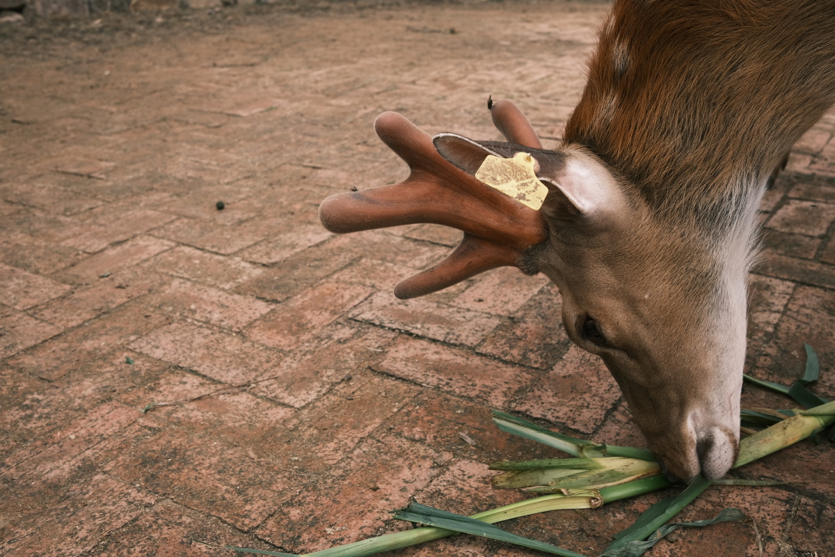wq9ZRUKZ1o4x46T's tweet photo. Look! A cute reindeer is nibbling the corn in the field! https://t.co/glLSnM9PIu