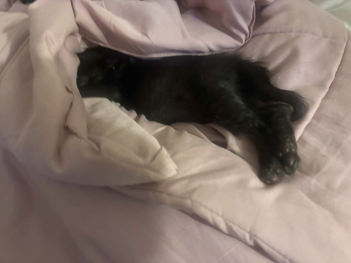 irlangelcat's tweet photo. passed out like she pays bills around here https://t.co/qiXKCrB4QA