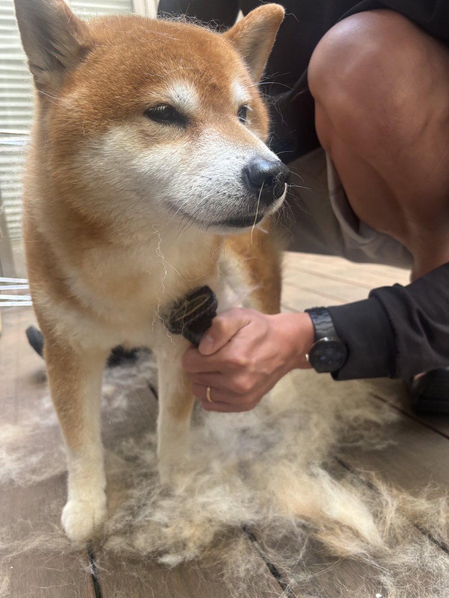 kotaro_chang's tweet photo. 久々の毛刈り日和 https://t.co/3eewj7BIdT