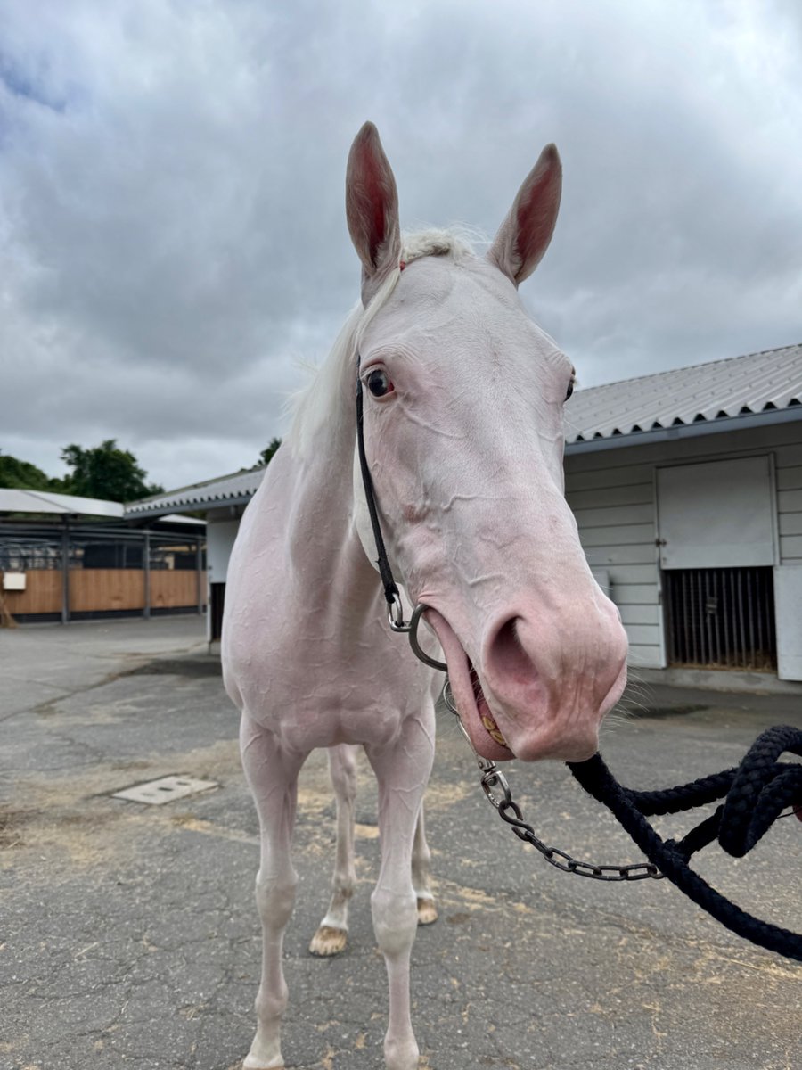 aoraki_family's tweet photo. 真っ白な競走馬が一日神馬になります🐴✨⛩️

アオラキの妹である白馬「スノーエルヴァ」は神馬となり、10月18日(日)に王子神社の１日神馬を務めさせて頂きます🐴🩷

この日は神社で特別な役割を担います。当日は「神馬の儀式」も執り行われますので、彼女の新たな役割と輝きを、ぜひ間近でご覧ください✨
限定御朱印や絵馬の授与、スノーエルヴァとのグリーティングなど、特別なひとときをお楽しみいただけます🥰

⚠️ 【重要】当日の駐車場とアクセスに関するお願い ⚠️
当日は馬運車が駐車する関係上、王子神社内の駐車場はご利用いただけません🚗❌
大変な混雑が予想されますので、ご来場の際は公共交通機関をご利用いただくか、お車でお越しの場合はお近くのコインパーキング等をご利用くださいますようお願い申し上げます🙇

📅 開催概要
 日時: 10月18日(日) 9:00〜17:00  
 場所: 王子神社（東京都北区王子本町1-1-12）  
 ご利益: 白翔成就（白馬のように迷いなく進み、夢を掴む）  

🐎 当日プログラム
 9:00〜17:00 御朱印・絵馬授与  
 11:00〜12:00 グリーティング  
 13:00〜14:00 神馬の儀式  
 15:00〜16:00 グリーティング
(※内容は予告なしに変更となる場合がございます)  
皆様のお越しを心よりお待ちしております🐴✨