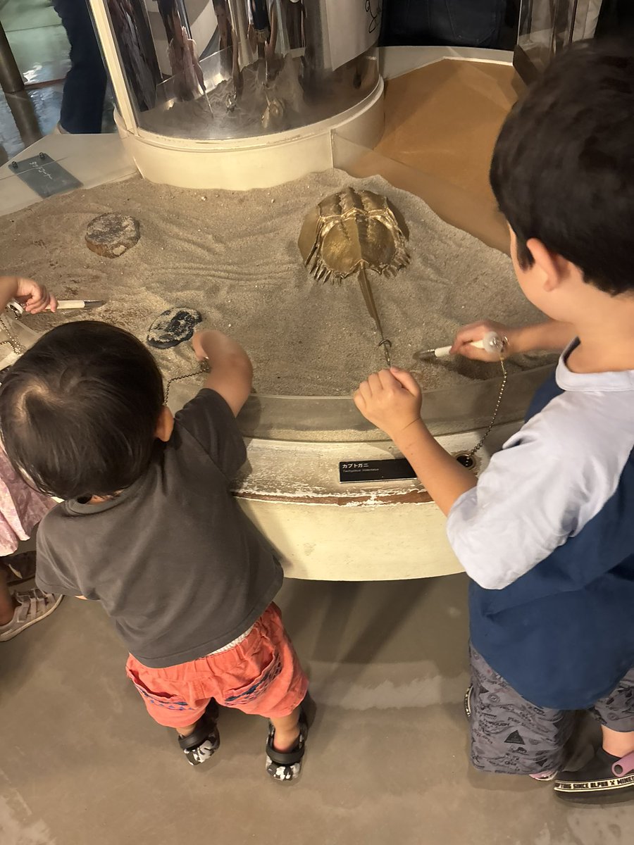 zou_da_zou's tweet photo. 岡山のカブトガニ博物館は良いぞ。致死量のカブトガニを見て触れて遊べる体験型博物館だぞ。
世界広しと言えど、カブトガニの足を操作できる「カブトガニのマリオネット」があるのは世界でここだけだろう。 https://t.co/Ei95R4kcSm