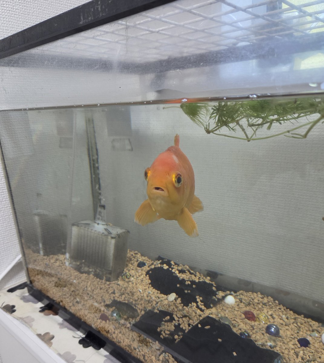 wakinmakka's tweet photo. エサ少なかったらしい https://t.co/AnhZplWnRt