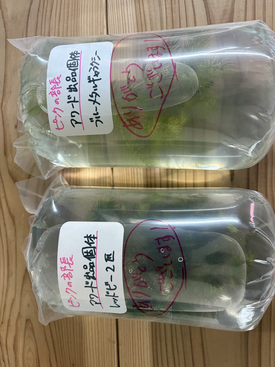 2qBTOyuOpy10019's tweet photo. シュリンプアワードお疲れ様でした🦐ローキーズ札幌店長さんの支援で無事に出品出来ました！
ブリーダーさんの綺麗なエビを見てモチベーションが上がりました！
また、ピンクのエビに沢山のウォッチ、入札を頂き本当に嬉しく、ありがたい気持ちです！！
ありがとうございました😭
#ローキーズ札幌 https://t.co/DhN4OQilwY