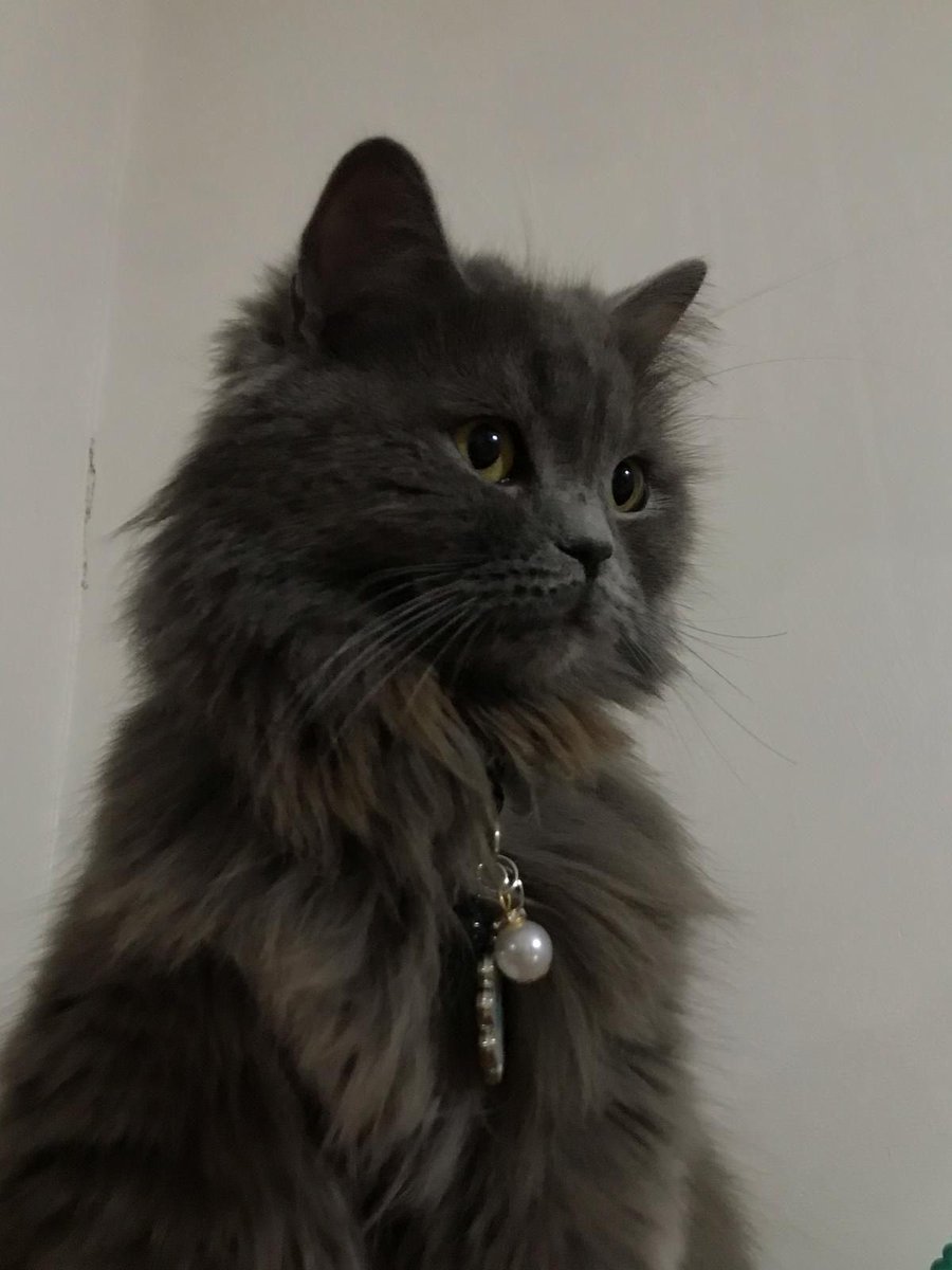 SlXWONDERS's tweet photo. this  coven  has  a  new  feline  friend¡  welcome  @grimouires  &amp;  i’s  new  addition,  her  name  is  luna,  she  likes  eating,  sleeping  and  chewing  on  fiona’s  wigs.  her  side  hobbies  are  biting  ankles  &amp;  selling  coke.  give  her  a  warm  welcome.  😁😁 https://t.co/Mg4r1G2knt