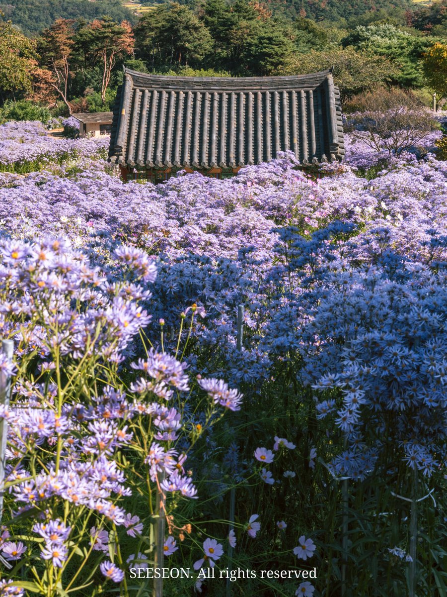 see_seon_'s tweet photo. 개미취 꽃말은 '당신을 잊지 않는다' 래요.
물망초에 답례로 보내면 되겠네.

🔮 봉천사 https://t.co/7hXHeEa8N0