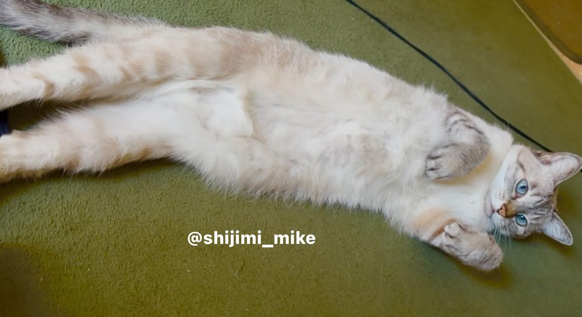 shijimi_mike's tweet photo. おはよ！

本日、長めになってます。 https://t.co/UFZFtiXUFP