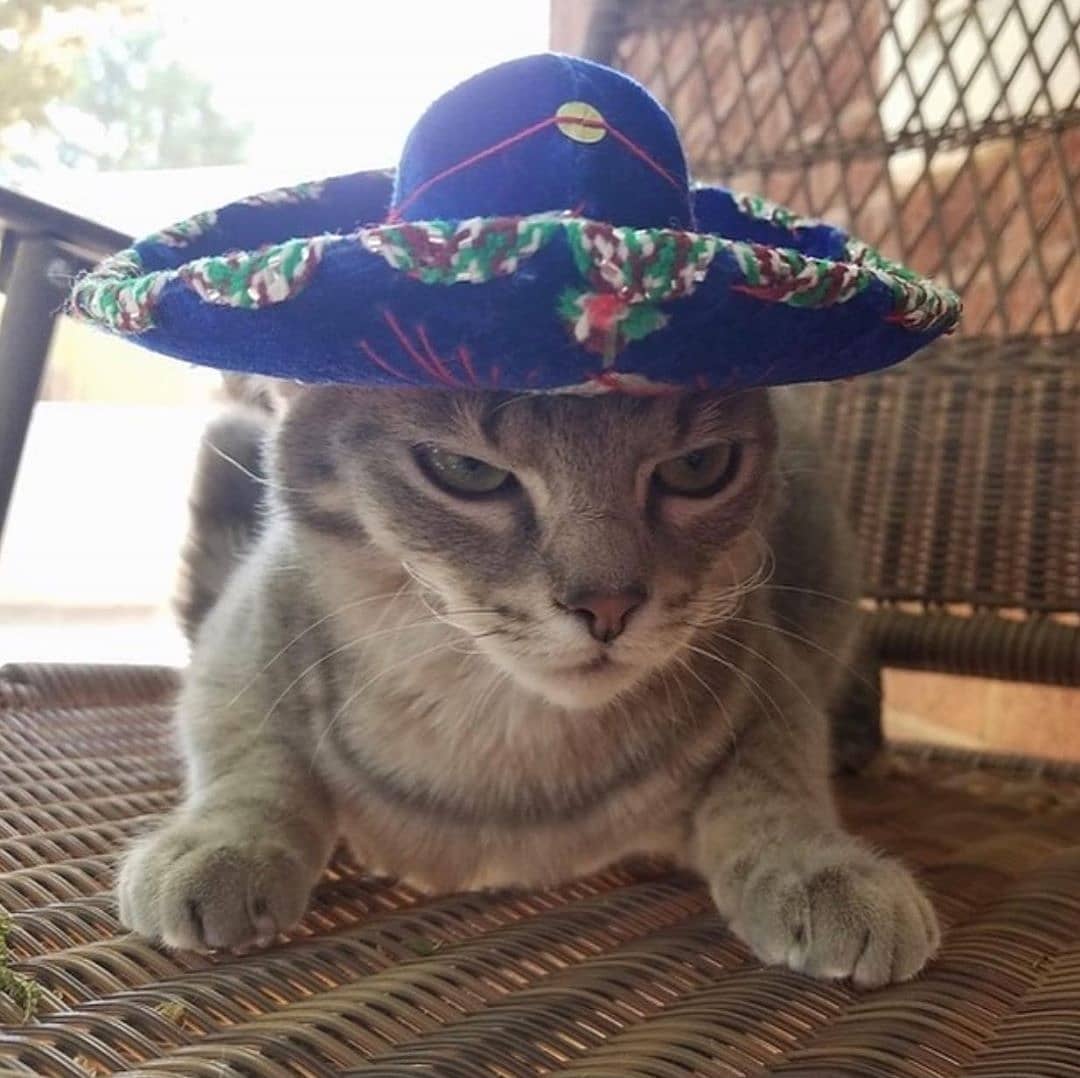 PunchingCat tweet picture