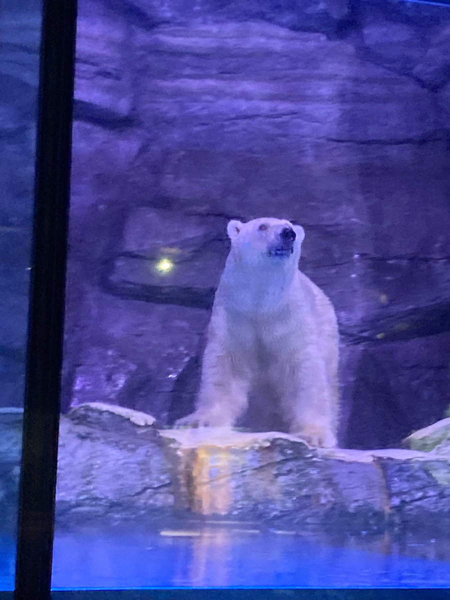 oharu_bear's tweet photo. 今日八景島シーパラダイスにホッキョクグマ観にいきたい！！と思って調べてたら2日前に亡くなってることを知ってしまって割とちゃんと落ち込んでる…あの子本当に可愛くてとても好きだったんだよ…🐻‍❄️ https://t.co/mefIvMxc5m