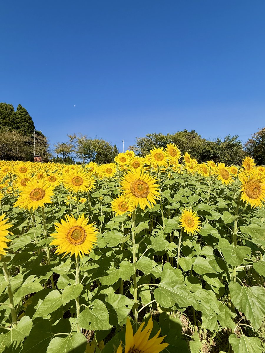 tonami_cosmos's tweet photo. おはようございます！
夢の平コスモス荘です🌈

いよいよ来週金曜からコスモスウォッチングです！

コスモスの開花状況をお知らせします🌸

2026年10月3日(土) 9:30現在
天候:曇
気温：19.0℃
開花状況：2～3分咲き

レストランも10:00～営業しています🍜是非いらしてください!! https://t.co/69LW0CtY9t