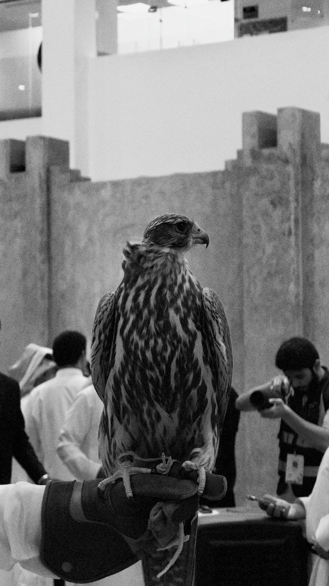 Sywnrje's tweet photo. معرض الصقور 🤎 https://t.co/pnPFXtivIE