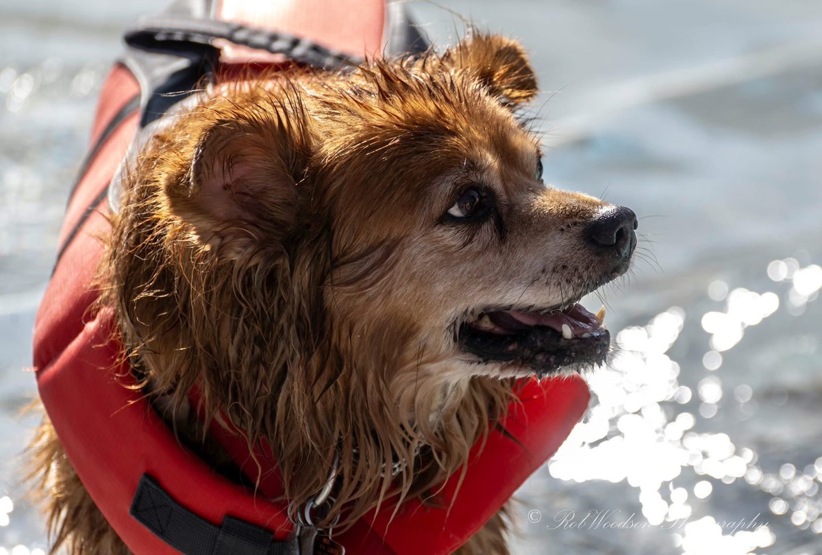 RCWoodson1's tweet photo. #pawsinthepool #friscotx https://t.co/yvHqlE2Kqu