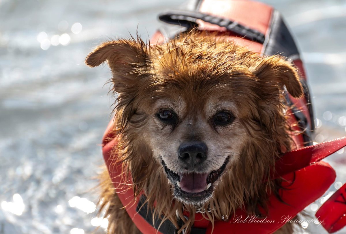 RCWoodson1's tweet photo. #pawsinthepool #friscotx https://t.co/yvHqlE2Kqu