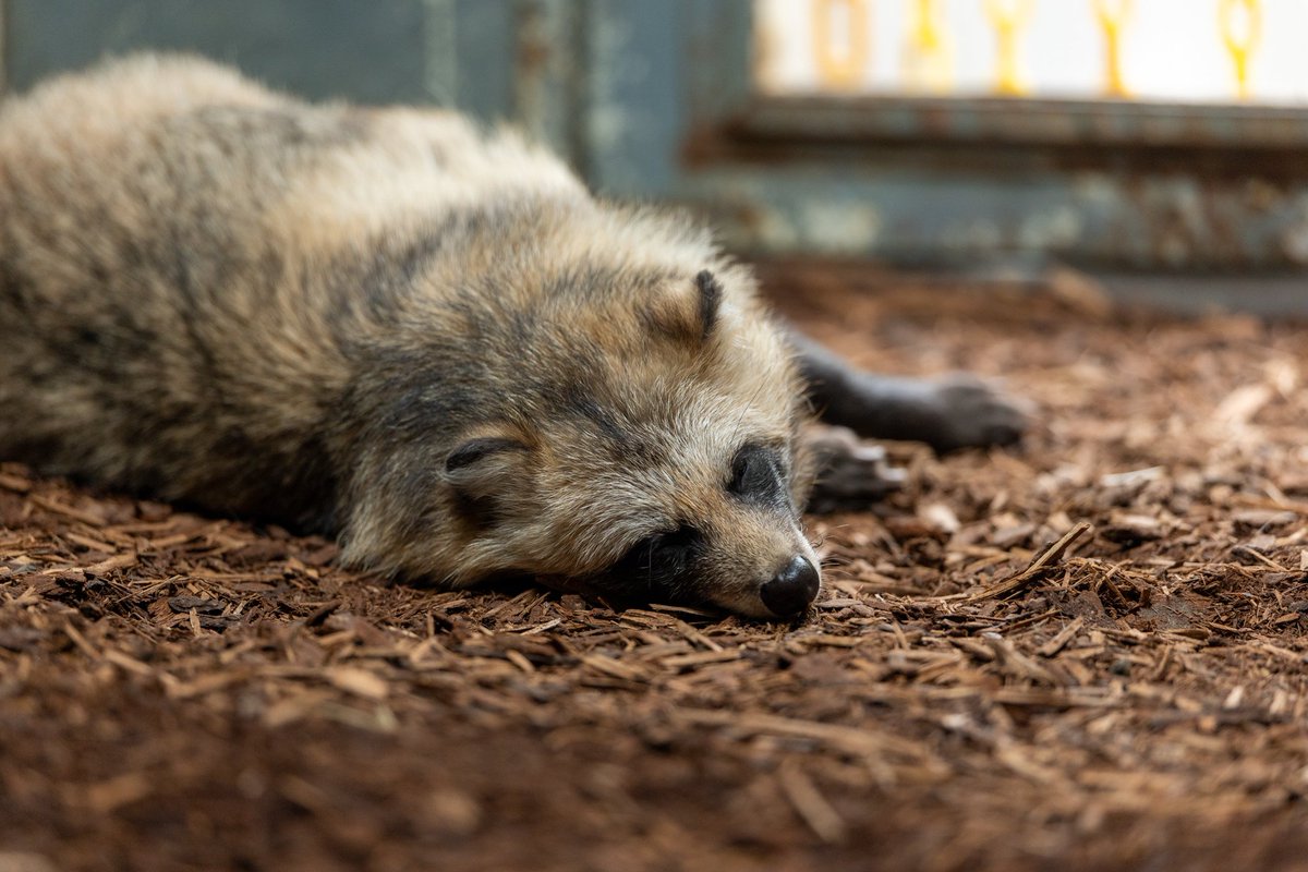 Nyanziro's tweet photo. おつかれたぬ #エゾタヌキ #円山動物園 https://t.co/FmYvqrCqxK