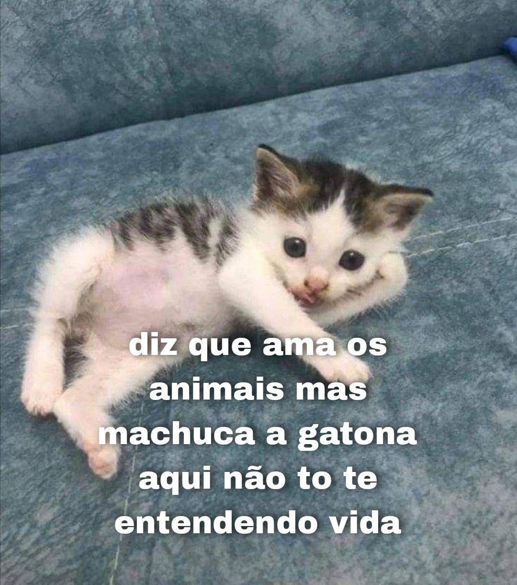 acervobichinho's tweet photo. https://t.co/eRicHnmF5o