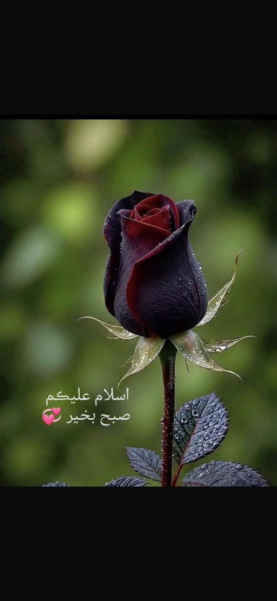 noorislam15362's tweet photo. السلام و علیکم 
   رستہ بدل لینا چاہیے جب آنکھوں 
  کے پیچھے نمی اور مظبوط لفظوں کے
    پیچھے ٹوٹا ہوا لہجہ کوئی نہ سمجھ سکے 
      سدا سلامت رہیں آباد رہیں 
               صبح بخیر https://t.co/rIlDGmFF2h