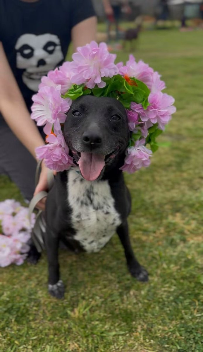 elcampito's tweet photo. Ellos son solo algunos de los camperitos que esperan una oportunidad! 🌸
Que esta temporada lleguen familias como la tuya, que estás viendo del otro lado.

Aquí están Belice, Bethoveen, Tomasa y Megan. 💫

Enamorate y escribinos a adoptantesdelcampito@gmail.com 🧡 https://t.co/kavEvScPjI