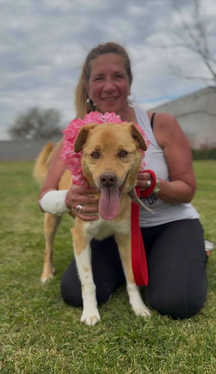 elcampito's tweet photo. Ellos son solo algunos de los camperitos que esperan una oportunidad! 🌸
Que esta temporada lleguen familias como la tuya, que estás viendo del otro lado.

Aquí están Belice, Bethoveen, Tomasa y Megan. 💫

Enamorate y escribinos a adoptantesdelcampito@gmail.com 🧡 https://t.co/kavEvScPjI