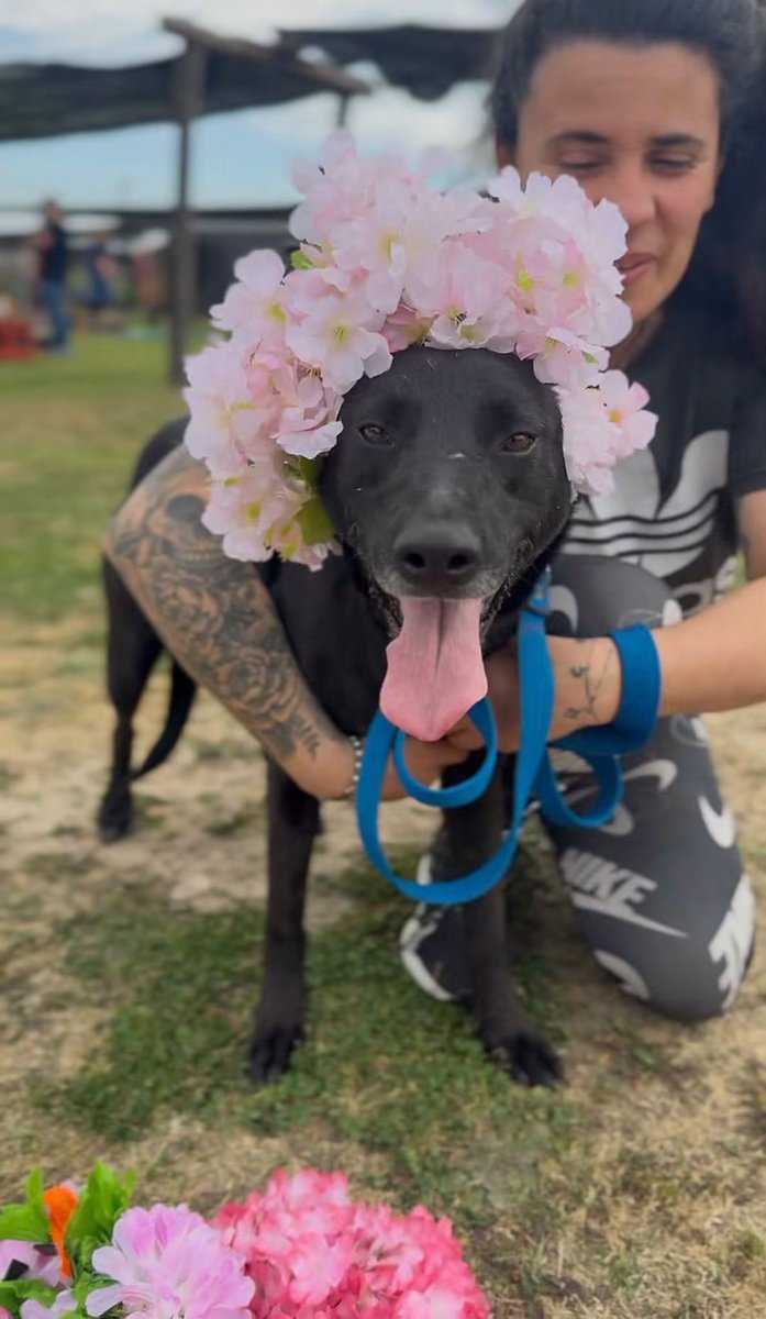 elcampito's tweet photo. Ellos son solo algunos de los camperitos que esperan una oportunidad! 🌸
Que esta temporada lleguen familias como la tuya, que estás viendo del otro lado.

Aquí están Belice, Bethoveen, Tomasa y Megan. 💫

Enamorate y escribinos a adoptantesdelcampito@gmail.com 🧡 https://t.co/kavEvScPjI
