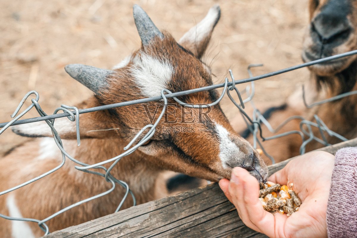 skrnldudnj's tweet photo. The cang feed fee is a key item to settle for animal care work now.， https://t.co/BfJZSbcO46