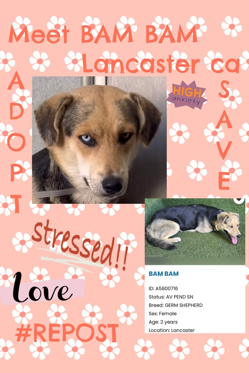 SarahjaneGille1's tweet photo. ⬇️🙏😞💦 10/2 BAM BAM HELP 😢🔥⚠️🆘🛟⬇️‼️#DOGSMENTALSTRESS #DOGSANXIETYATSHELTERS #DOGSDHUTTINGDOWN = cruelty ! I cried seeing this video as well - sadness 💦
CAUGHT MY EYE 👁️ Why SADNESS 😞 HELP NOW ~ ‼️WATCH VIDEO ~ GORGEOUS ~ 3 Slides ‼️ ~ FOSTER get her OUT Bam Bam came in with Trixie
https://t.co/p35tcoeA1Y…
Meet BAM BAM 🆔 #A5800716 Female 2yrs old #GermanShepherd She is available @AnimaLancaster #california Entered 9/13
#REPOST 🟰 #SAVING
All dogs need to be seen noticed viewed liked attention promoted #SHARE Hopefully gets a NEW 📸!
Contact:
5210 West Avenue I
Lancaster, CA 93536
(661) 940-4191
acclancaster@animalcare.lacounty.gov
@mapleveewesem @SabaMekaZeus @LilaFlw @Iza_2021 @Timber_MT @RLA_1976 @SueGillmeister @MarjonQ17isBACK @Rachian14148371