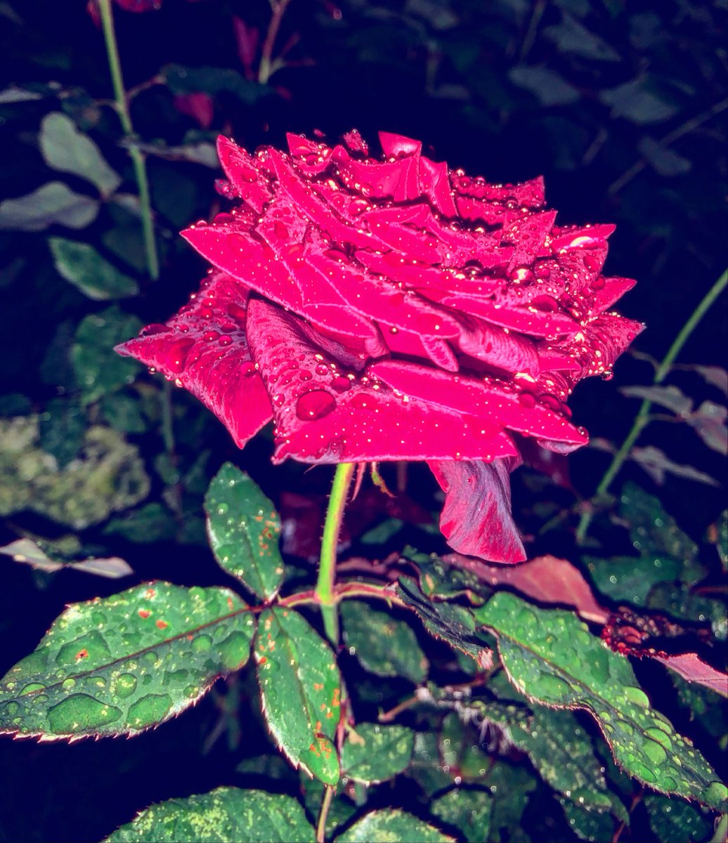 cheerchikie12's tweet photo. Photo by Olga Ivleva on August 30, 2026. May be an image of a rose and text. https://t.co/KhUmGtjar4