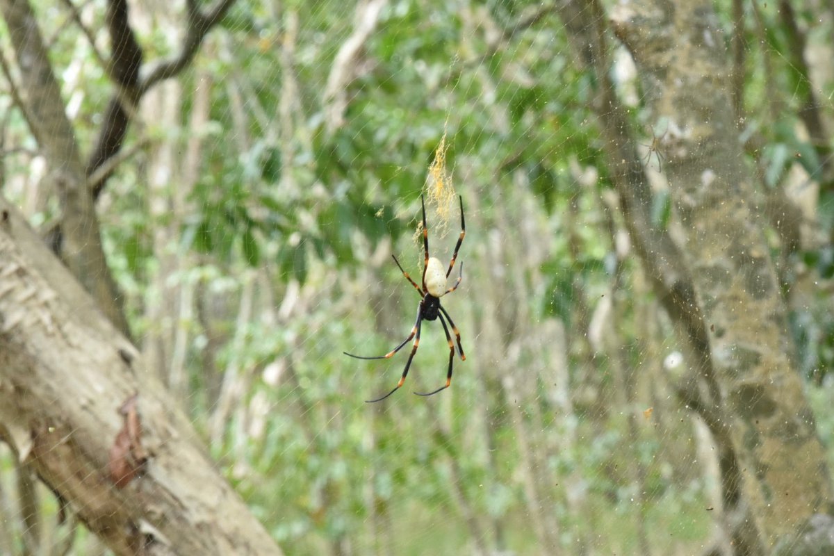 SiToots's tweet photo. Hey @lanabeesfw while you are vacuuming your own issues I was hoping you could maybe id a bug I found on an island in Fiji just now… https://t.co/1jj2Rdcugw