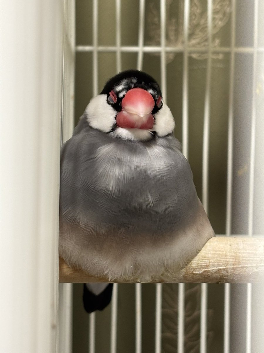 suibreak's tweet photo. はみ出し過ぎてる文鳥　助けてくれ https://t.co/K7kLsPGYMt