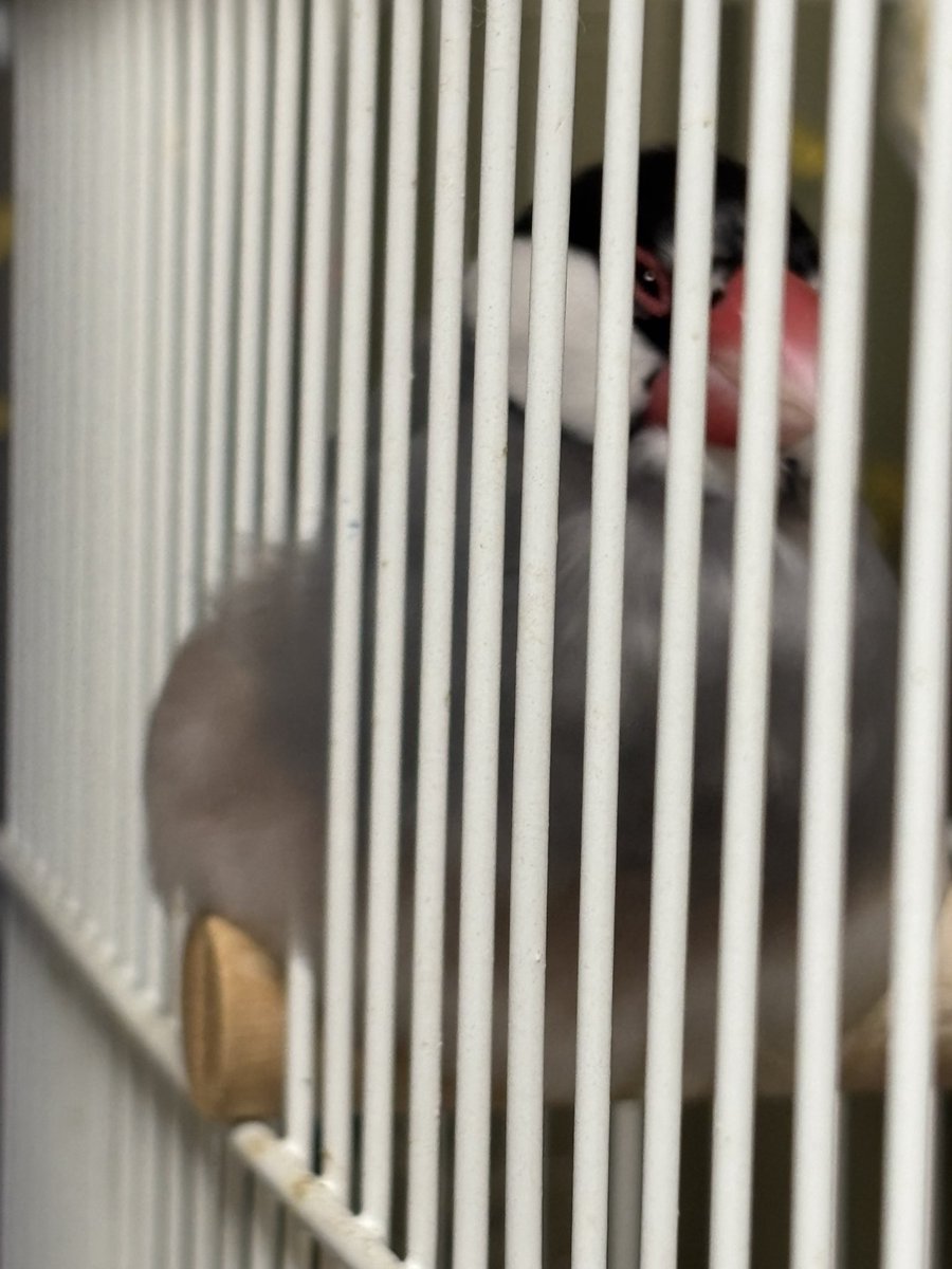 suibreak's tweet photo. はみ出し過ぎてる文鳥　助けてくれ https://t.co/K7kLsPGYMt