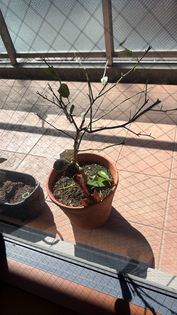 chovamosore's tweet photo. ツレが買ったレモンの苗木にアゲハさんが卵を産んで、孵化した幼虫🐛が苗木を丸裸にしました。。 https://t.co/EqxlmRBREh