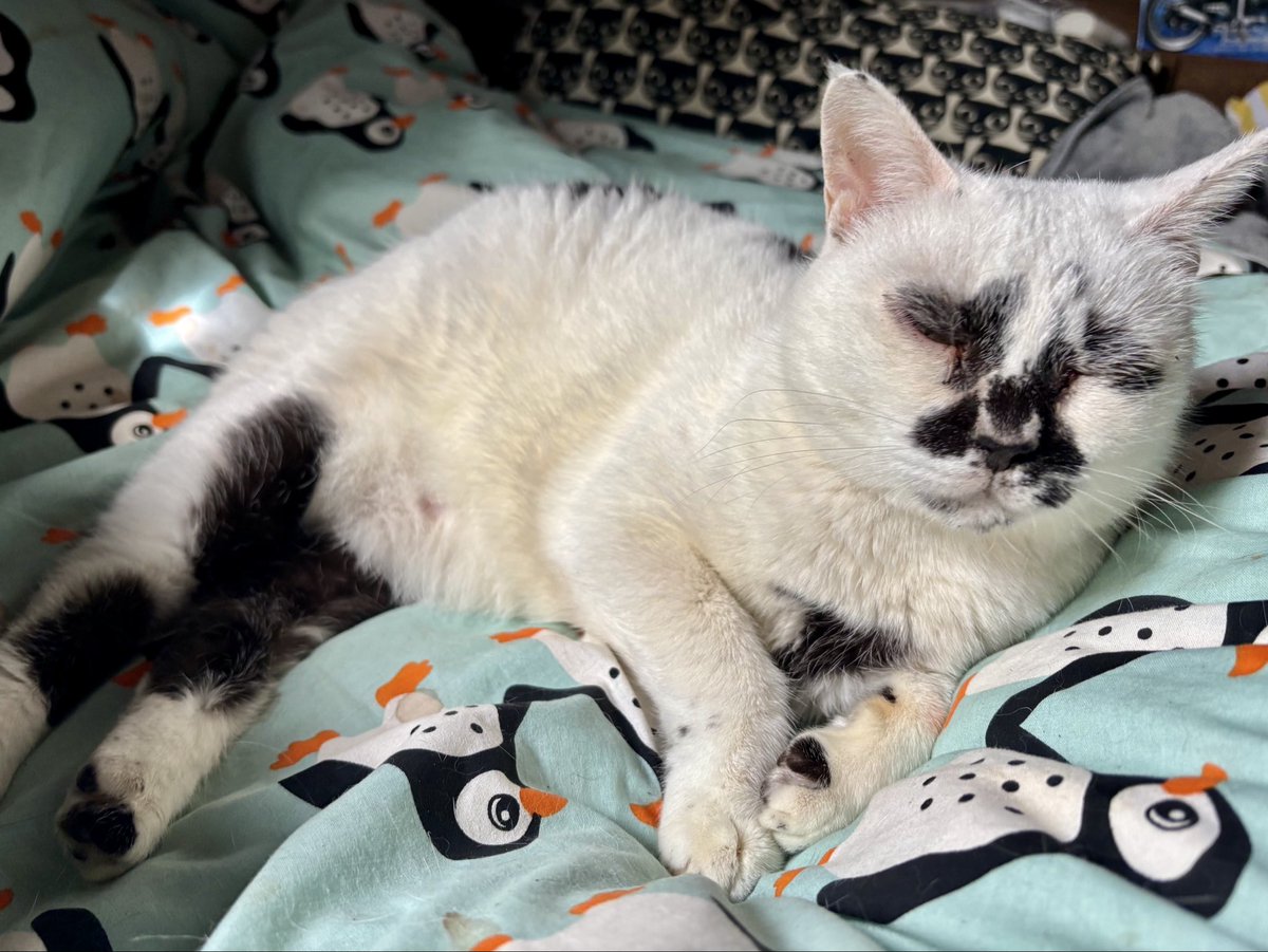 muddycat_atami's tweet photo. まだ眠ミー https://t.co/YrYXIXDGY2