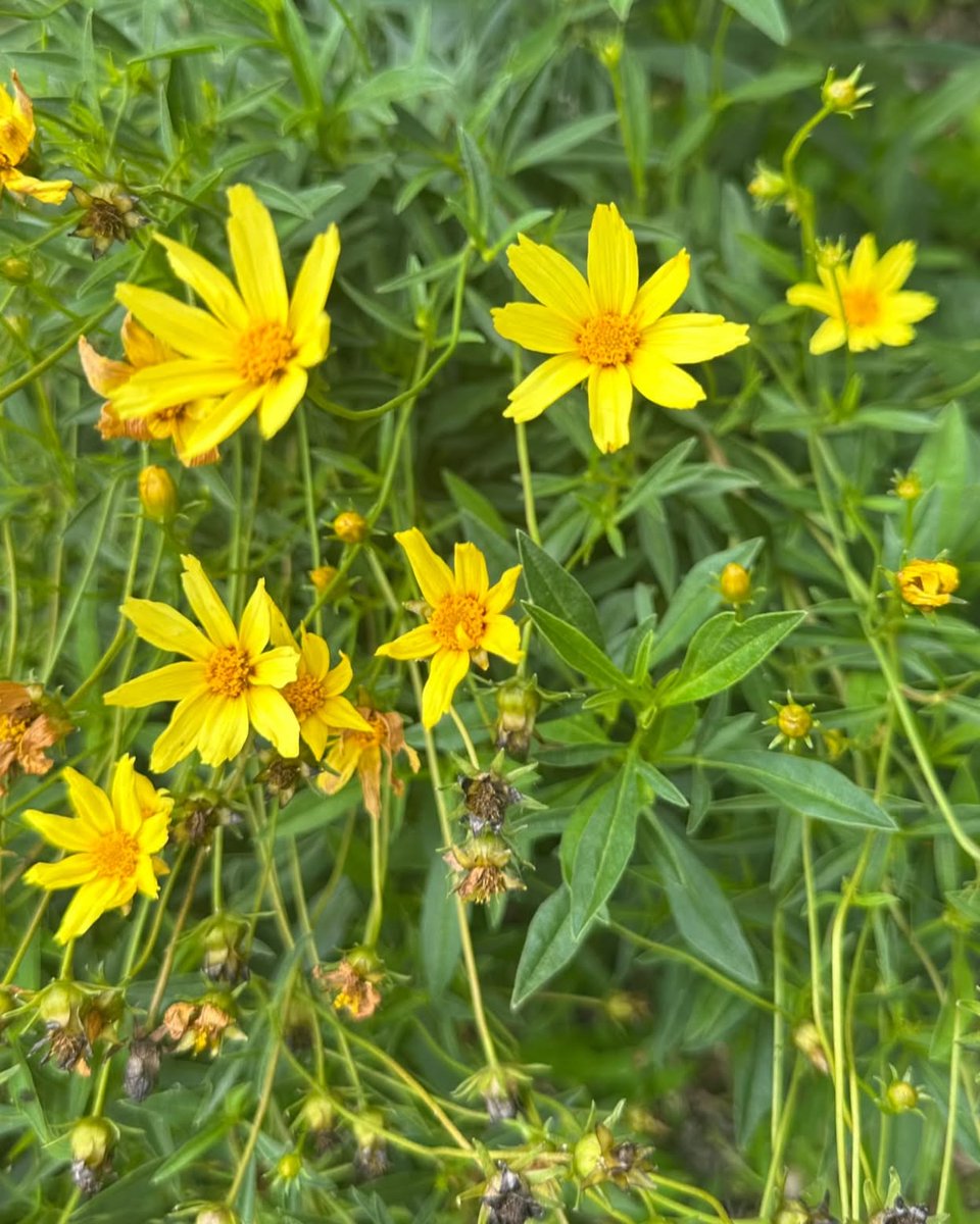 ellabronze's tweet photo. Good day! Beautiful flowers near my home. Have a lovely Tuesday, everyone. https://t.co/qhPE241cWh