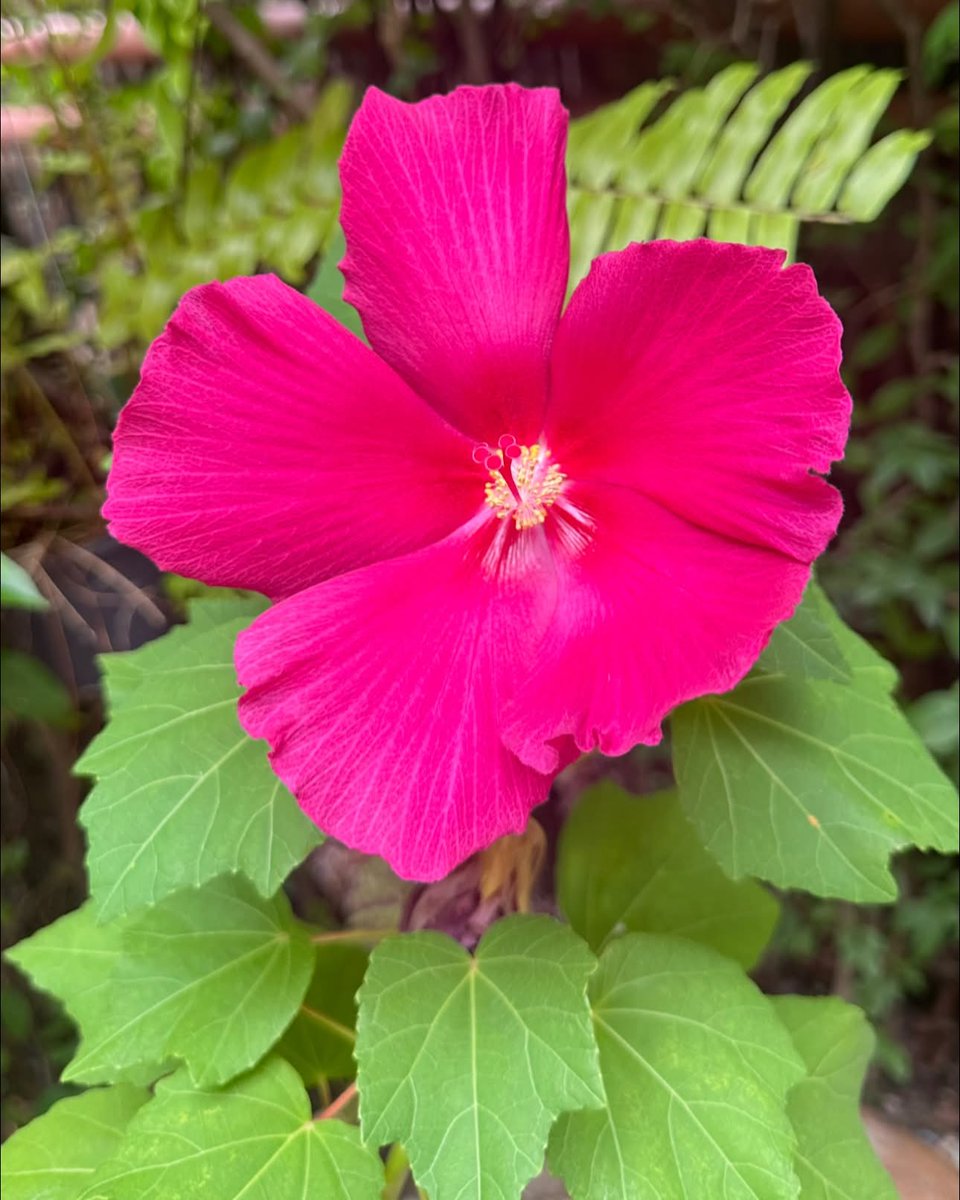 ellabronze's tweet photo. Good day! Beautiful flowers near my home. Have a lovely Tuesday, everyone. https://t.co/qhPE241cWh