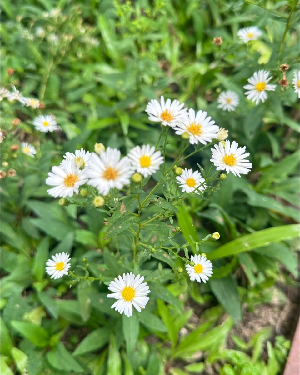 ellabronze's tweet photo. Good day! Beautiful flowers near my home. Have a lovely Tuesday, everyone. https://t.co/qhPE241cWh