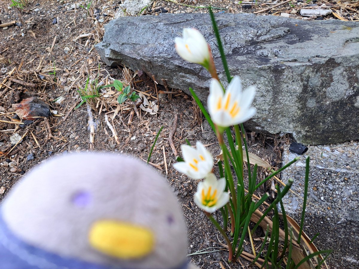sakaten_aho's tweet photo. 🐥ピンボケたますだれ🏵️ https://t.co/RXMskeDNAF