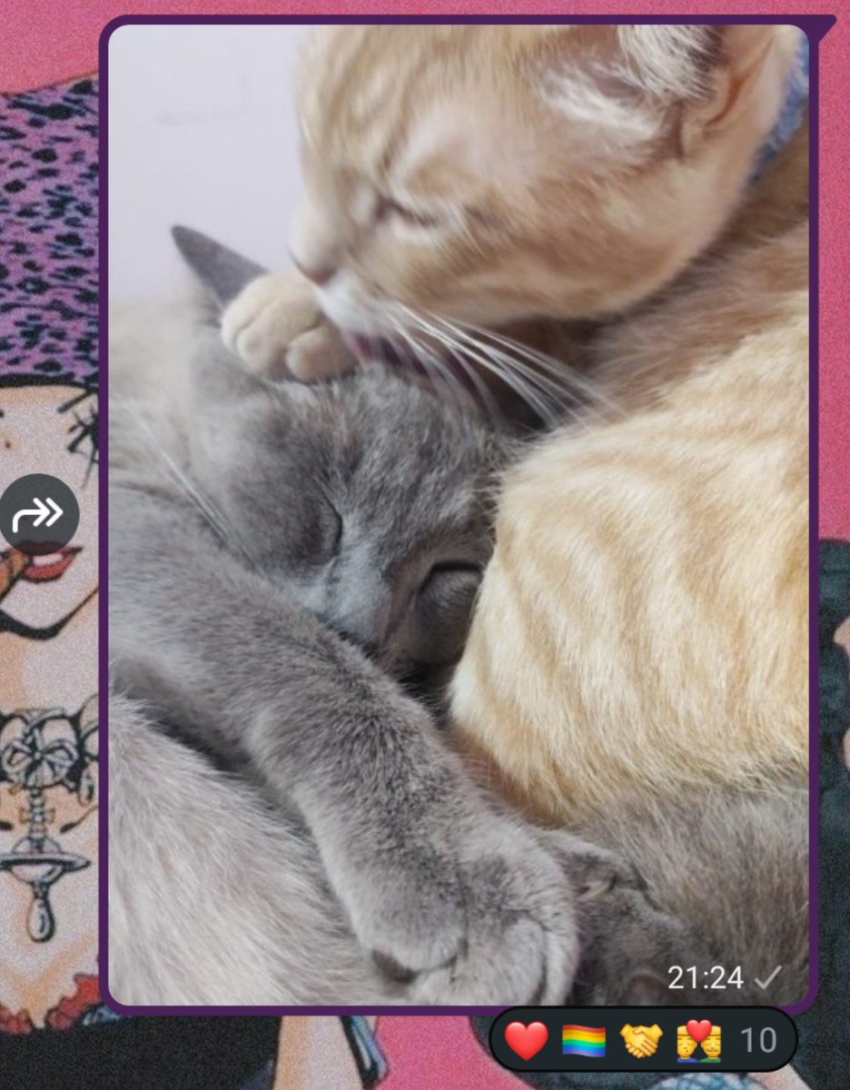 ittomitos's tweet photo. eu desesperadamente tentando avisar que os meus gatos não são gays e sim irmãos https://t.co/aIi29ZsuLp