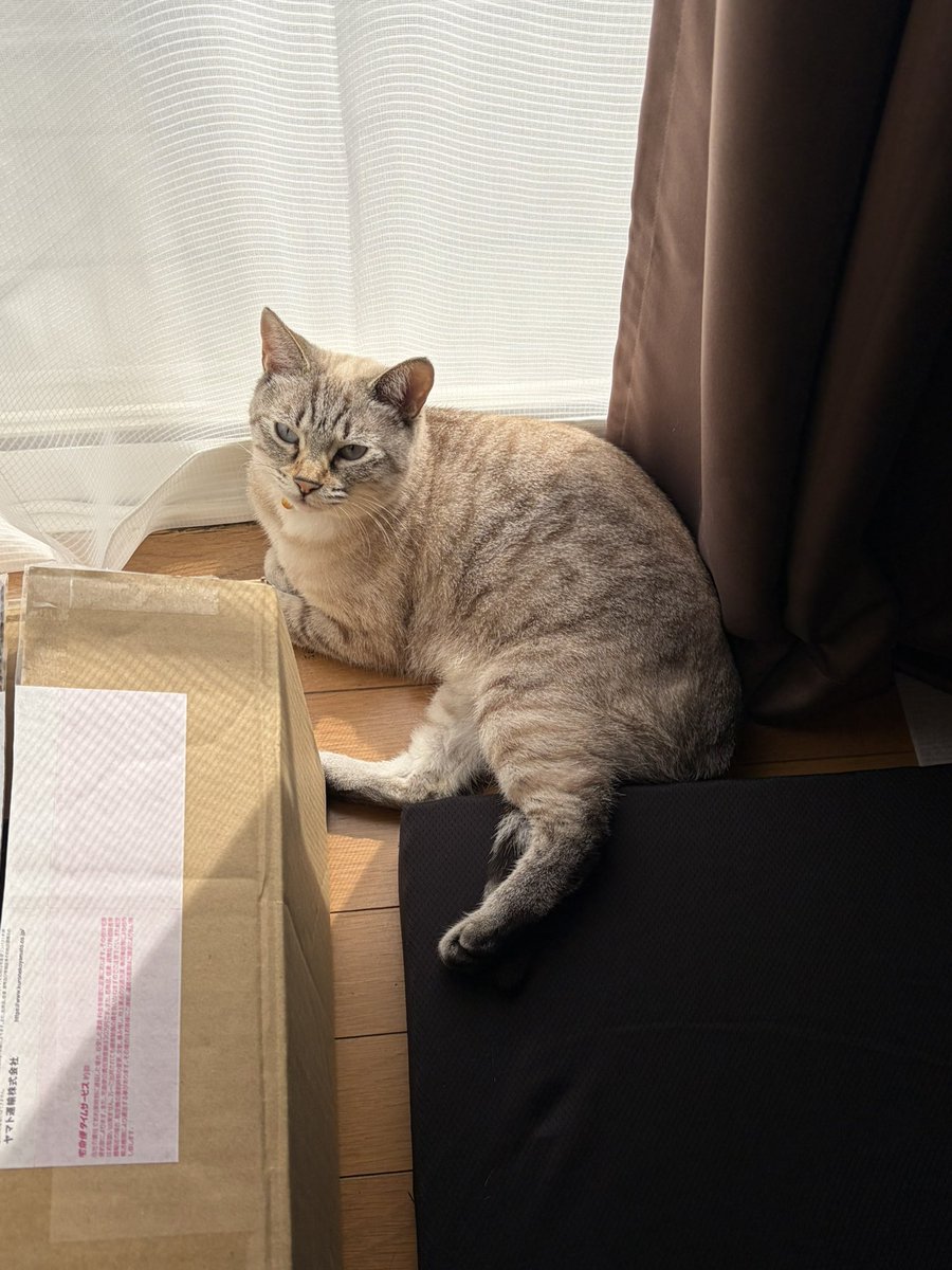 kurofune_studio's tweet photo. 寝起き
(パン🍞)

⁡#猫 
#cat
#猫社長
#猫のいる会社
#cute https://t.co/n0BEVpAkdX