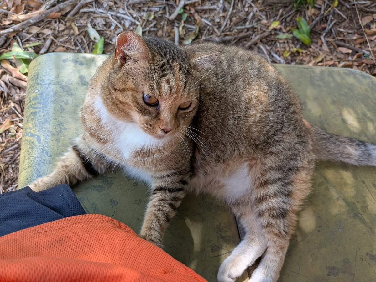 joe_ironman's tweet photo. Scruffy telling to take a break and pet her after Day 3 of PATH Bike Education at Kohala Elementary School...
#PATHHAWAII
#hawaii #bigisland
#xoskinusa
#hawaiiultra #teamfireball
Noxgear lighted vests for you and your pets! https://t.co/gMUYlIrtug https://t.co/XvTG1o5c75