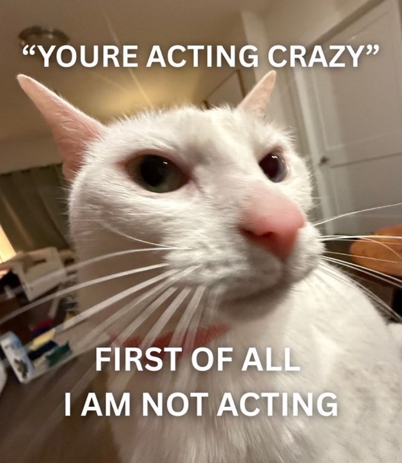 GeneralCattis's tweet photo. #MyDescentIntoMadness was not taken seriously https://t.co/L0YmWRDKYY