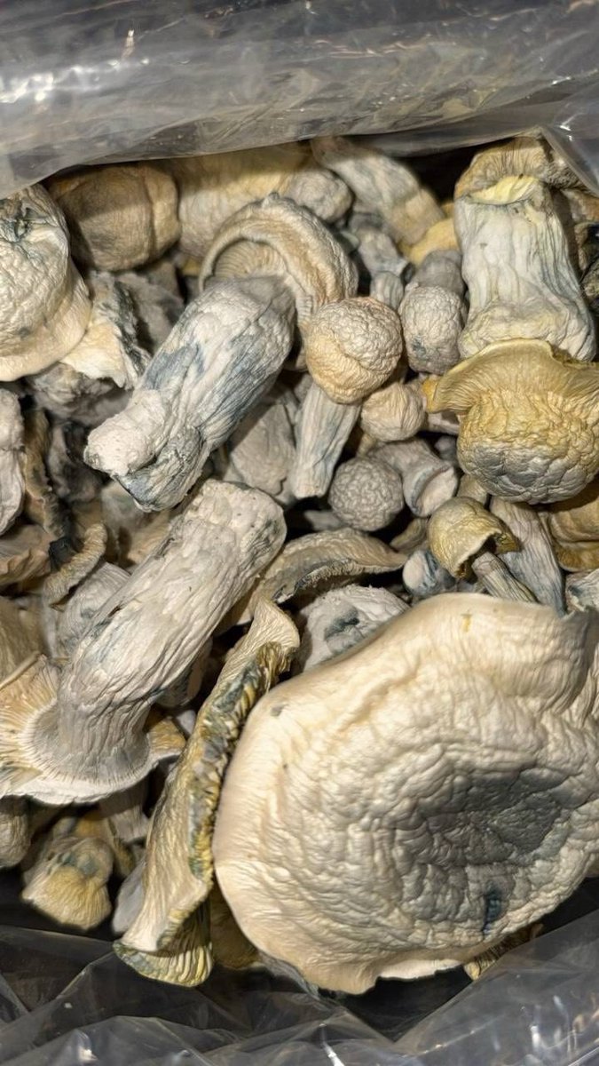 BUDSGUNSHO's tweet photo. Mushrooms 🍄 https://t.co/M0C5TU6Vct