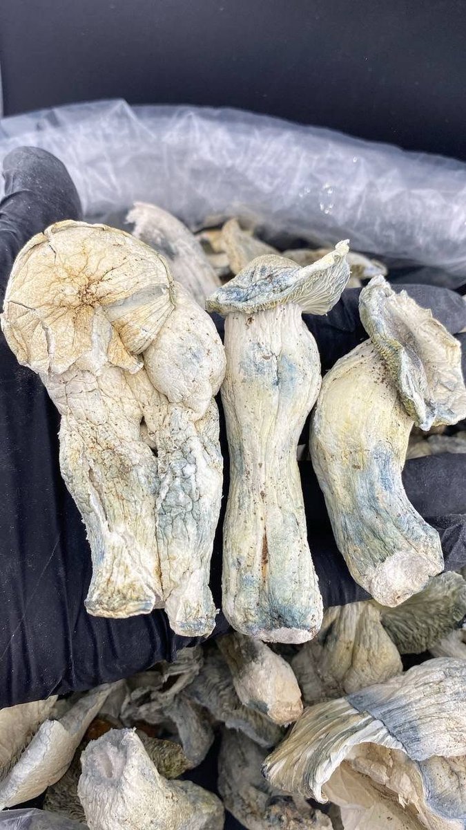 BUDSGUNSHO's tweet photo. EXOTIC FLV 😈
SHROOMS🍄🤯😎 
💥EXTREMELY POTENT💥 https://t.co/UKvCVa603o