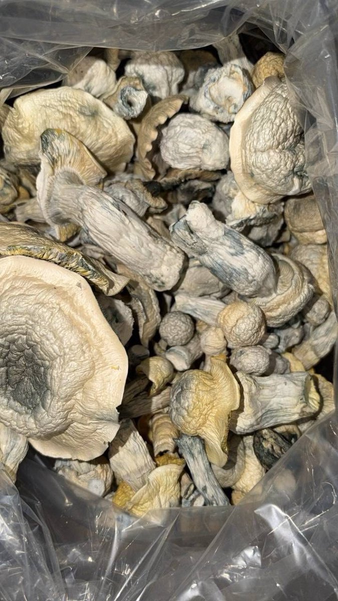BUDSGUNSHO's tweet photo. Mushrooms 🍄 https://t.co/M0C5TU6Vct