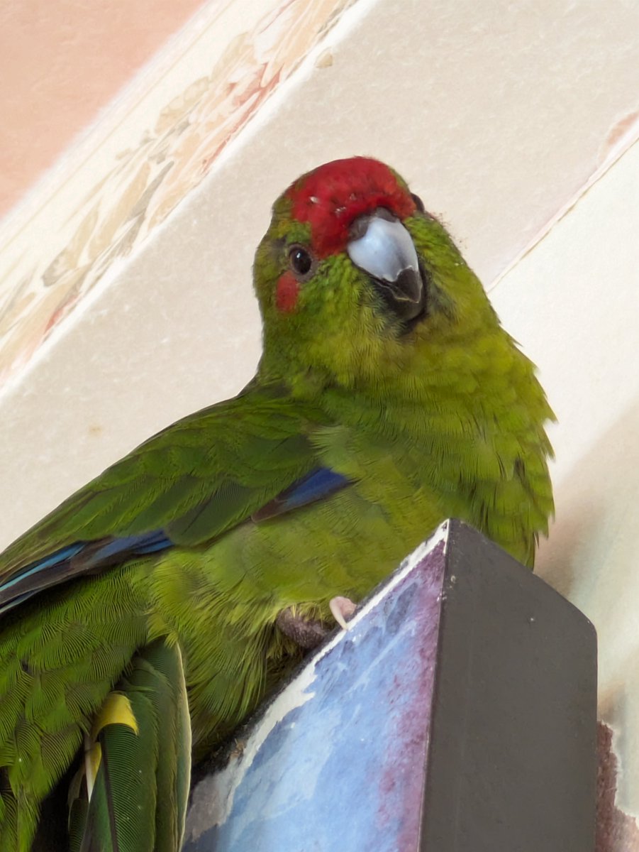 2012Meron tweet picture