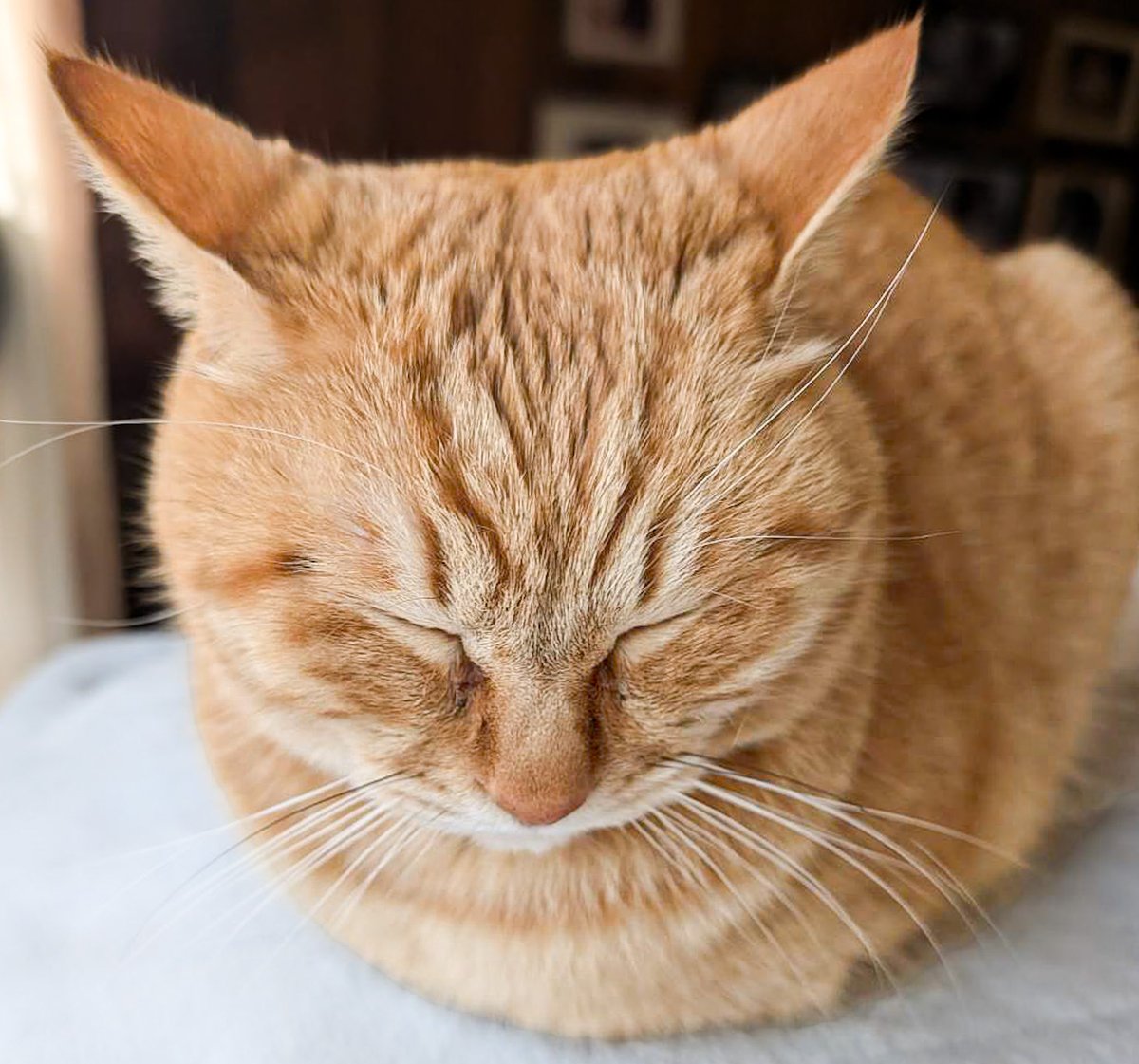 purinlala's tweet photo. おててないない https://t.co/7cAt6X8Ucr