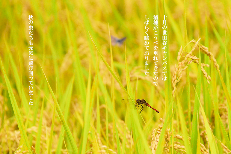 tokyonodaipr's tweet photo. そろそろ稲刈りです。

そして、収穫祭。

東京農業大学の収穫祭、ぜひ一度、お越しください🤗

#東京農業大学
#ちいさい秋みつけた https://t.co/M5qM9XmLkb