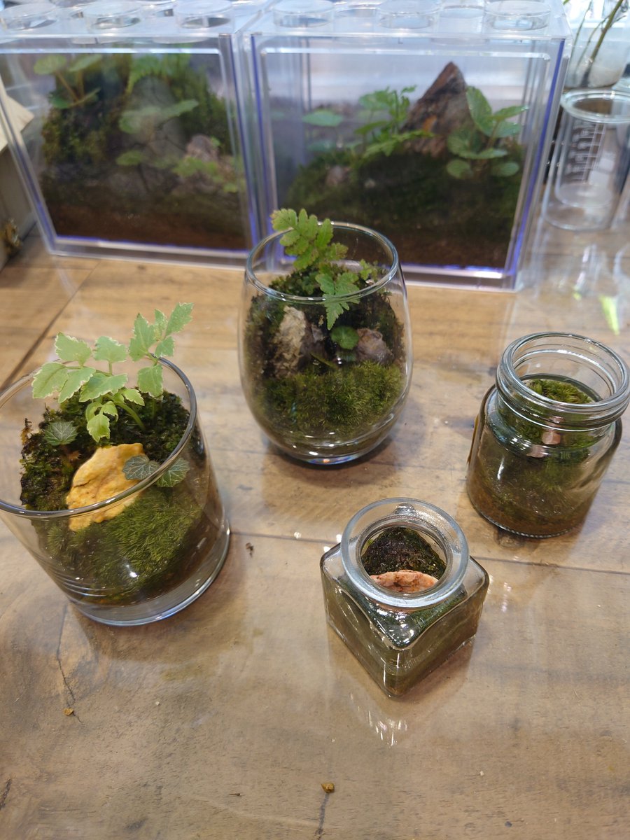 TAKAme_AA's tweet photo. ちっちゃい苔シリーズ 増殖中 

楽しくていっぱい作っちゃう 笑 https://t.co/vv8WyIflBL