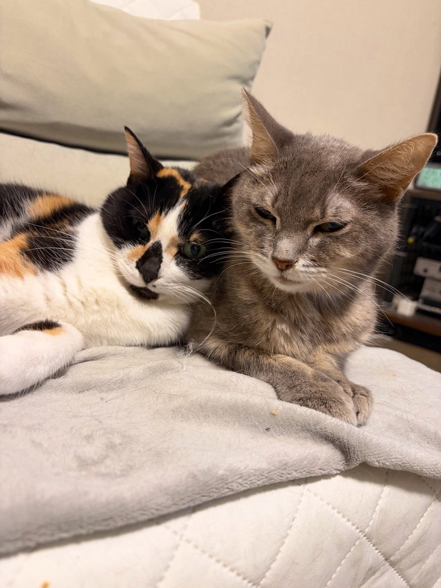 rilanagi's tweet photo. 今日はマオちゃん通院日🏥
腎臓の値は徐々に悪くなってるけど、マオちゃん頑張ってるから私も頑張らないとだ。 https://t.co/S89NzsT5RM