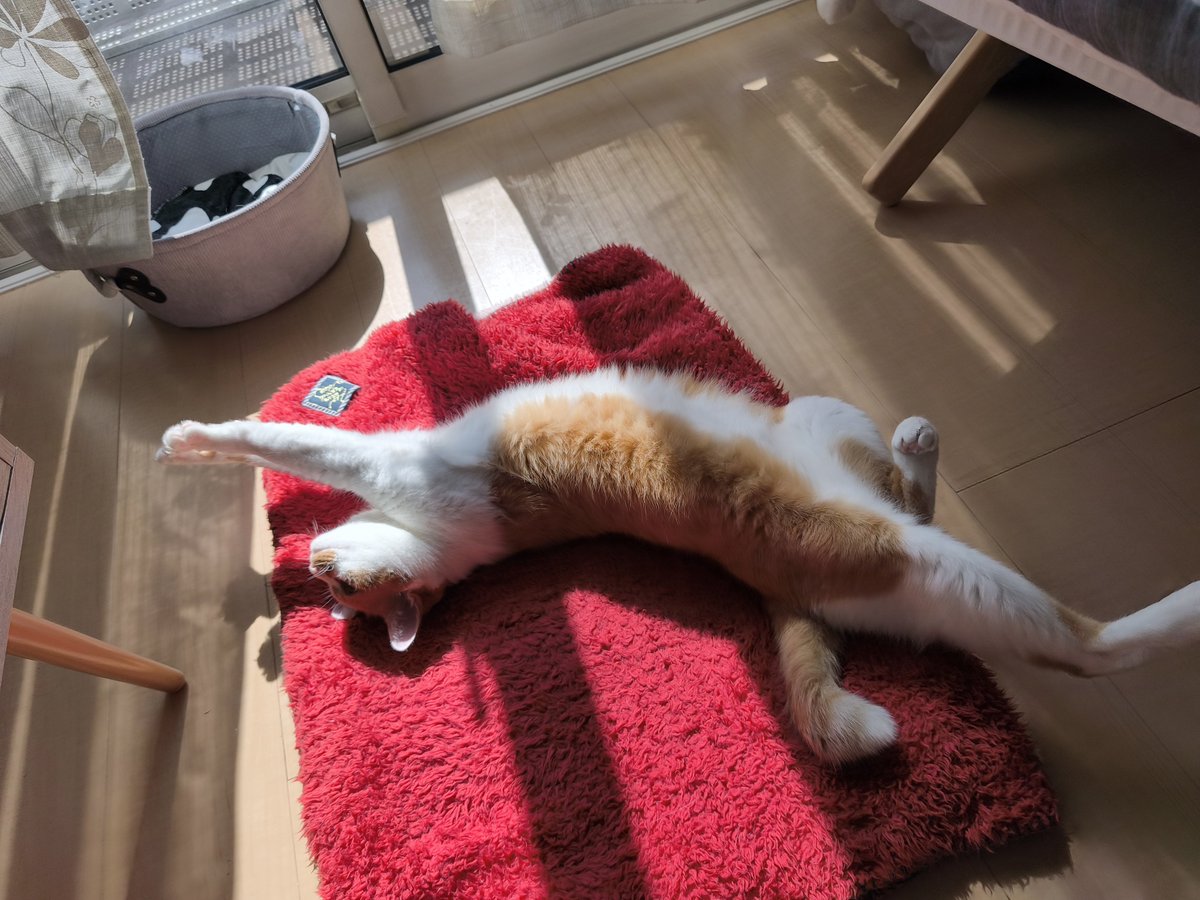 himari_hidamari's tweet photo. 日向ぼっこ中の猫は触ると開きます。 https://t.co/R81lb4tiF8
